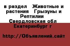  в раздел : Животные и растения » Грызуны и Рептилии . Свердловская обл.,Екатеринбург г.